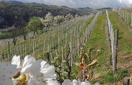 Familie Deltetto vom Weingut Deltetto, Piemont, Italien Familie Deltetto vom Weingut Deltetto, Piemont, Italien